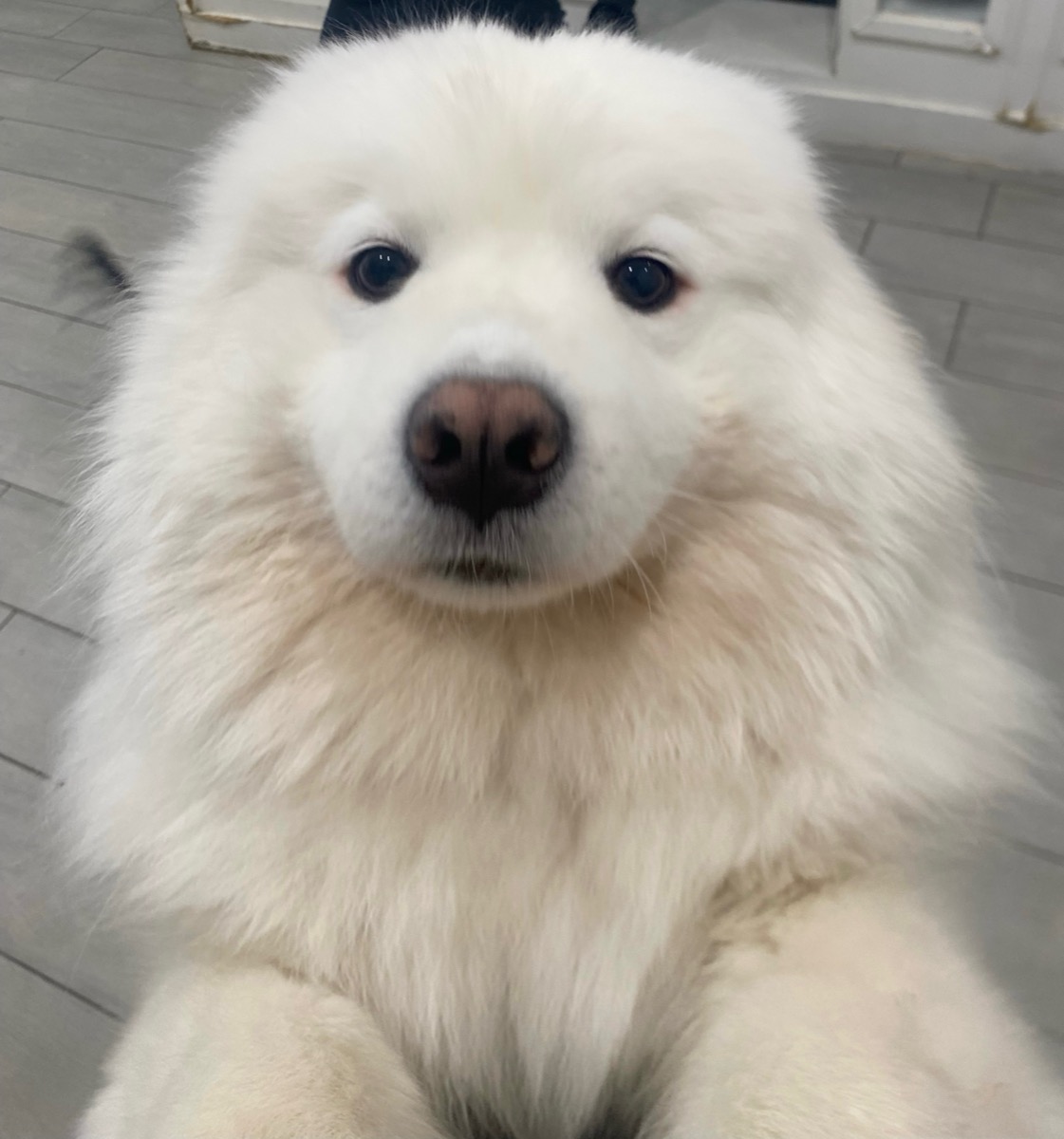 Fluffy Samoyed at The Red Hydrant
