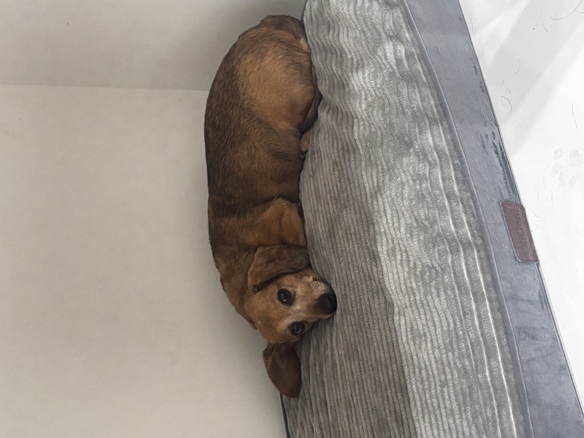Dachshund resting at The Red Hydrant