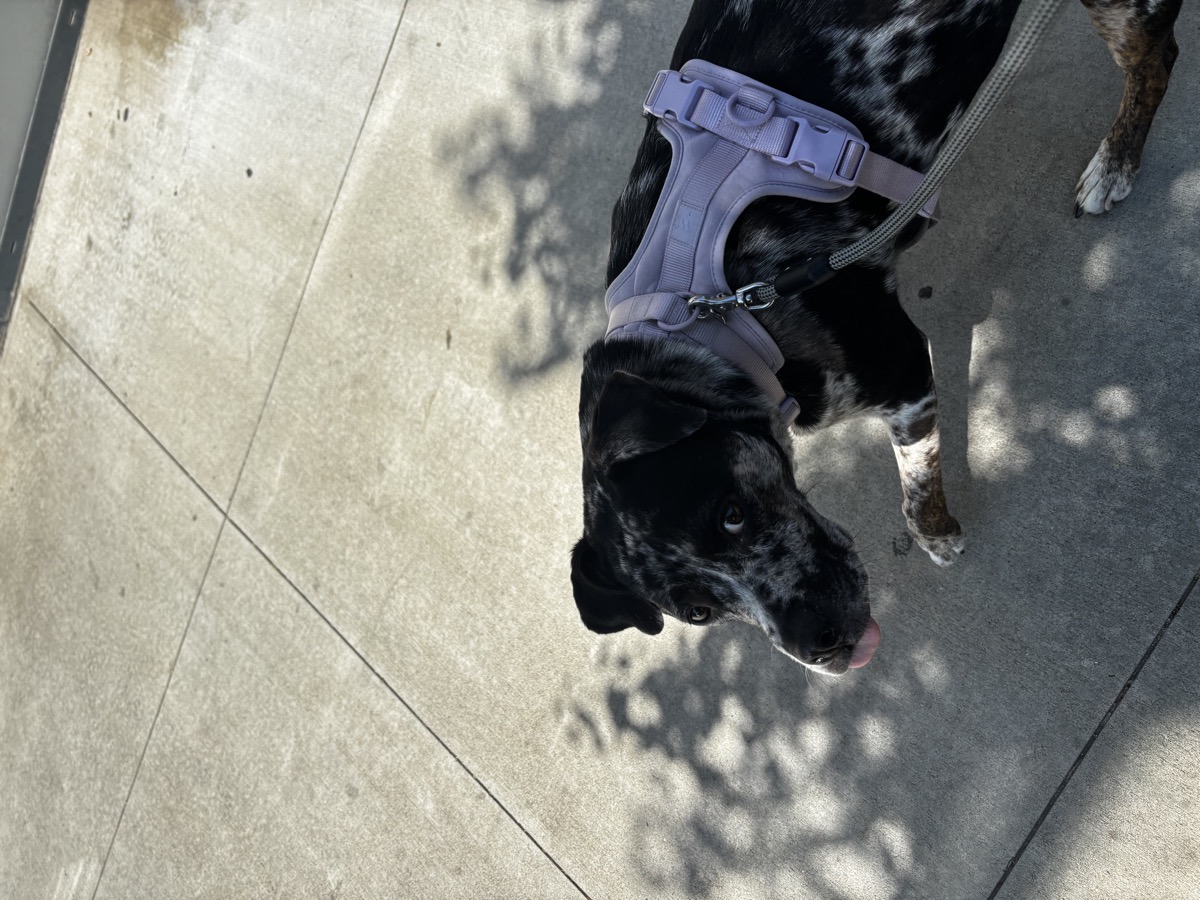 Merle dog enjoying a walk