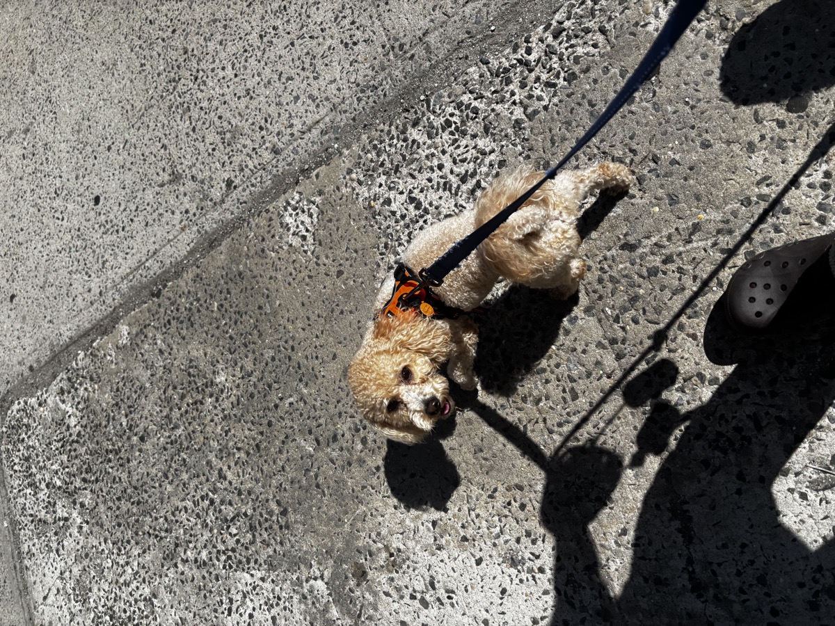 Poodle on a walk at The Red Hydrant